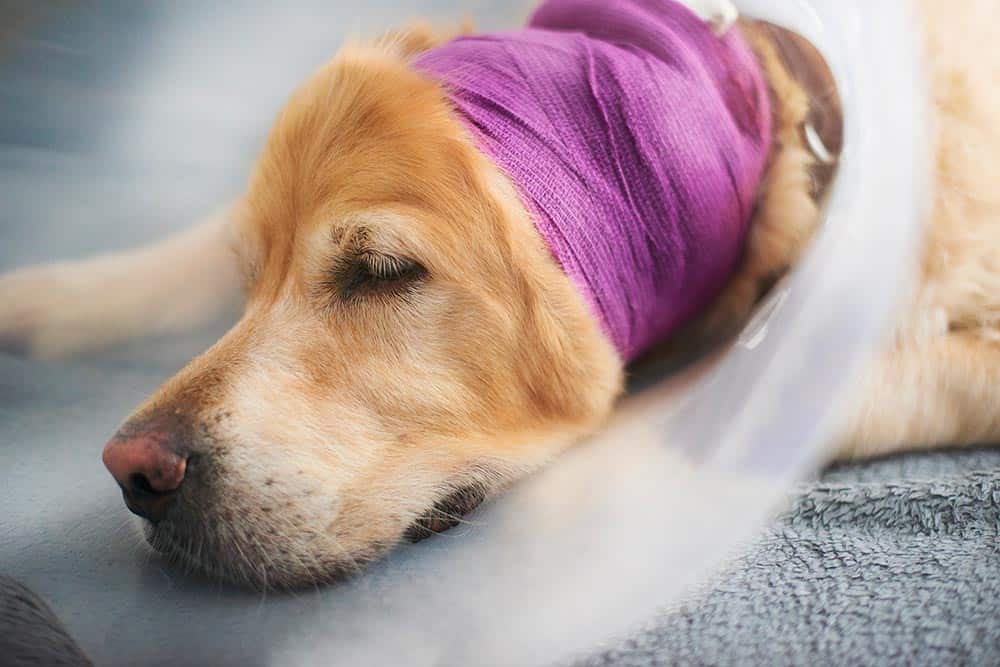 Dog Wearing Surgical Cone